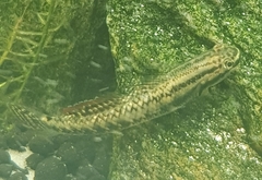 Stiphodon