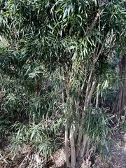 Dracaena angustifolia