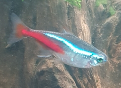 Paracheirodon innesi