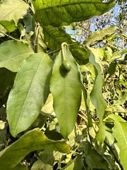 Capparis micracantha