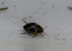 Clemnius decoratus