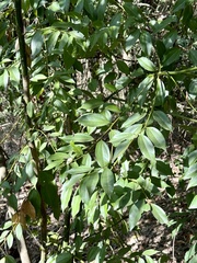 Cinnamomum osmophloeum