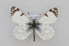 Euchloe tagis