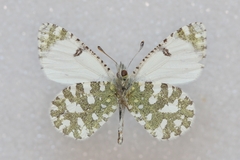 Euchloe tagis