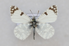 Euchloe tagis