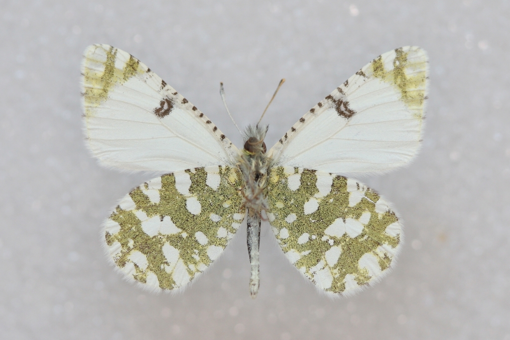 Portuguese Dappled White