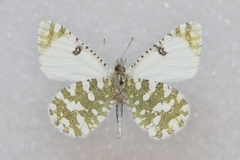 Euchloe tagis