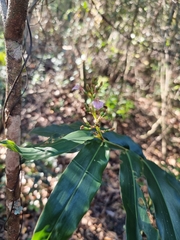 Alpinia arundelliana