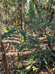 Alpinia arundelliana