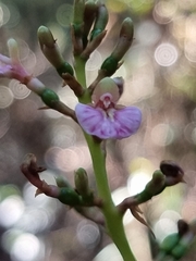 Alpinia arundelliana