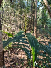 Alpinia arundelliana