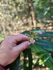 Alpinia arundelliana