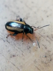 Phyllotreta vittula
