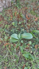 Himantoglossum robertianum