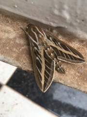 Hyles livornica