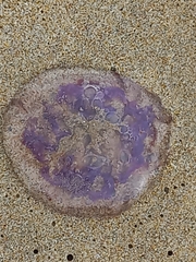Pelagia noctiluca