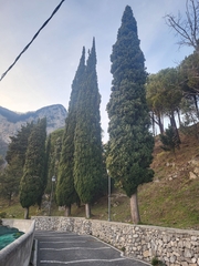 Cupressus