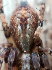 Anyphaena accentuata