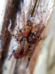 Anyphaena accentuata