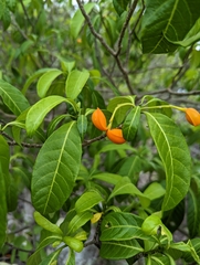 Tabernaemontana pandacaqui