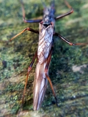Taeniopteryx