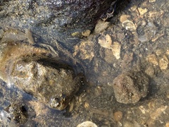 Bathygobius cotticeps