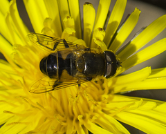 Eristalis nemorum
