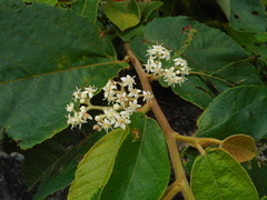 Commersonia bartramia