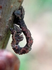 Eupithecia succenturiata