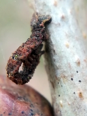 Eupithecia succenturiata
