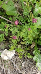 Fumaria densiflora