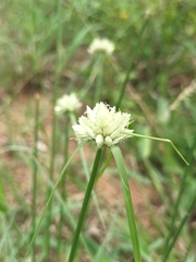 Cyperus niveus