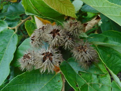 Commersonia bartramia