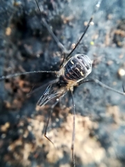 Mitostoma chrysomelas