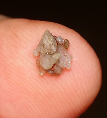 Glossosomatidae