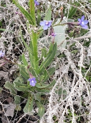 Anchusa strigosa