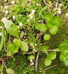 Polycarpon tetraphyllum
