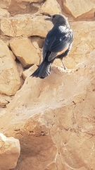 Onychognathus tristramii