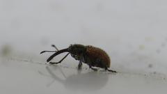 Tatianaerhynchites aequatus