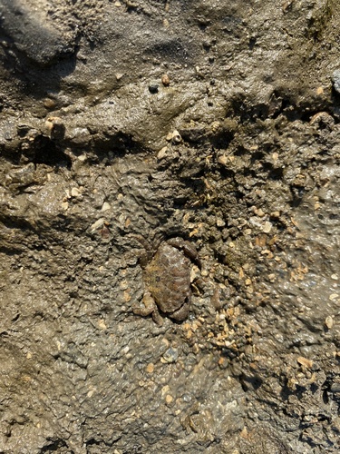 Leptodius exaratus observed 2023-02-17