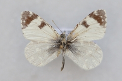 Euchloe tagis