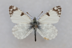 Euchloe tagis