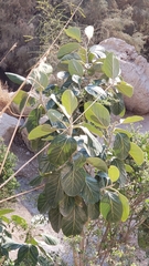 Ficus sycomorus