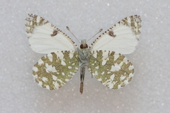 Euchloe tagis