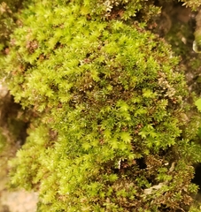 Aulacomnium androgynum