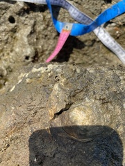 Saccostrea cuccullata