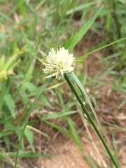 Cyperus niveus