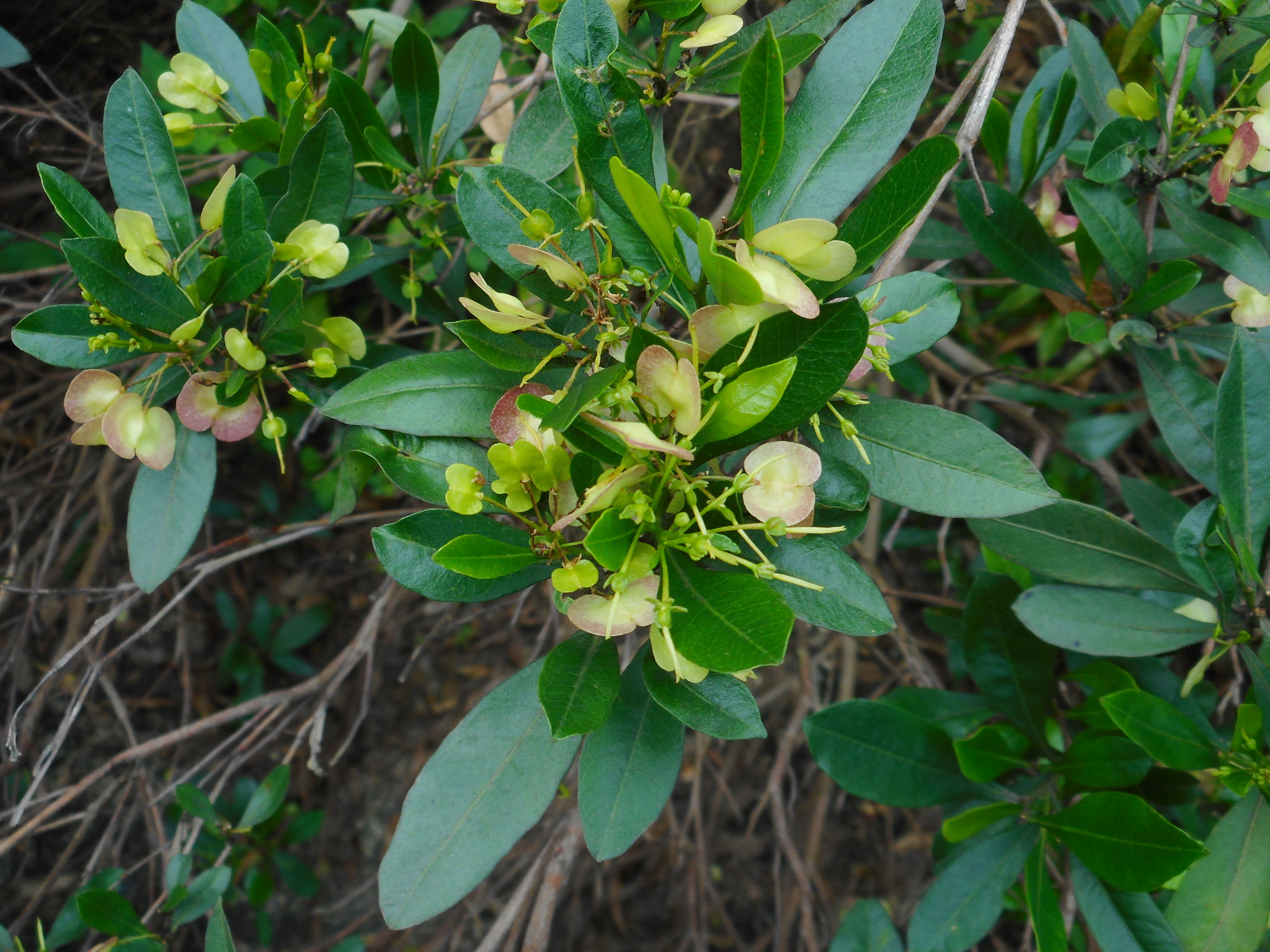 Dodonaea viscosa — ảnh 3