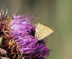 Polites themistocles