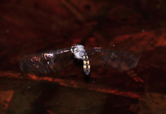 Tyriobapta kuekenthali